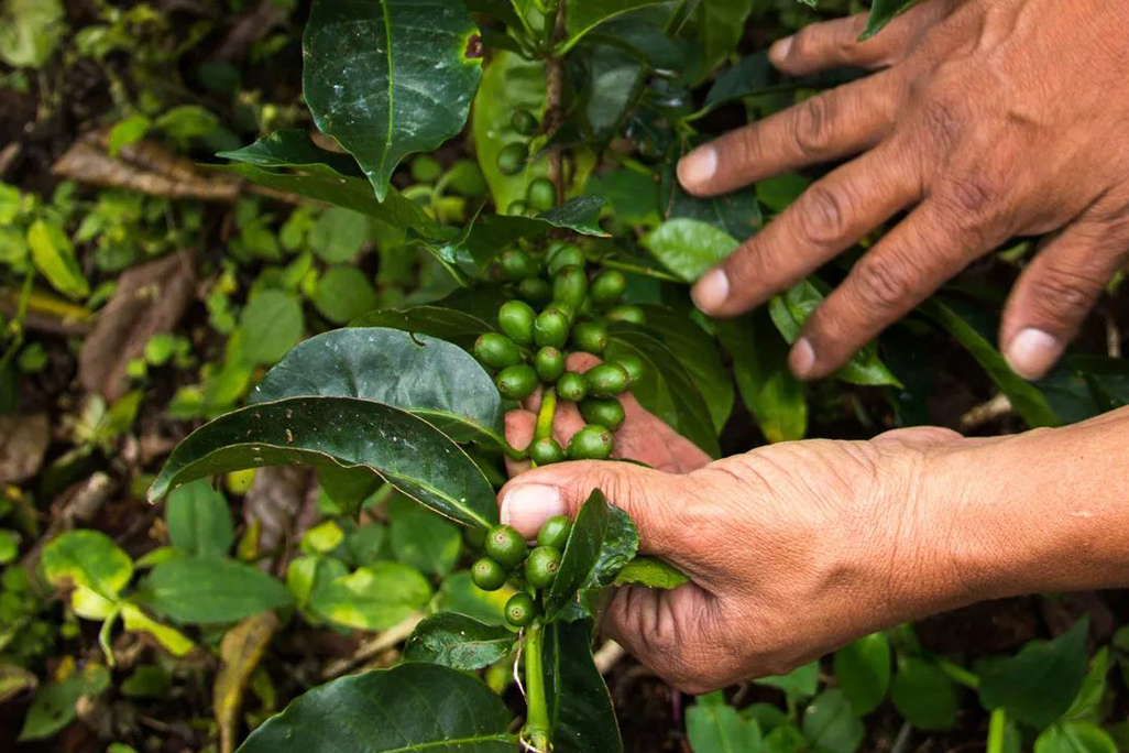 咖啡豆 濃縮 烘培 精品 農場