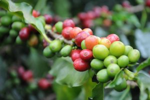 咖啡 烘培 精品 咖啡豆 農場