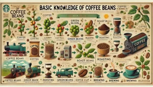 An-infographic-titled-Basic-Knowledge-of-Coffee-Beans-explaining-the-journey-of-coffee-from-bean-to-cup-The-image-should-depict-the-stages-of-coffe.webp