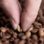 咖啡 淺烘 烘培 單品 咖啡豆