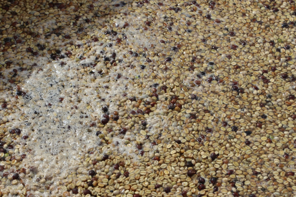 咖啡 發酵 水洗 烘培 咖啡豆