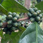 烘培 精品 咖啡豆 農場 生豆
