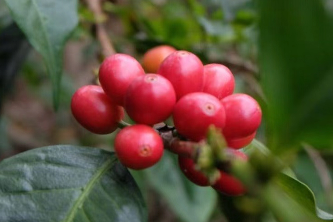 烘培 精品 咖啡豆 農場 可娜咖啡