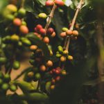 烘培 精品 咖啡豆 農場 夏威夷咖啡