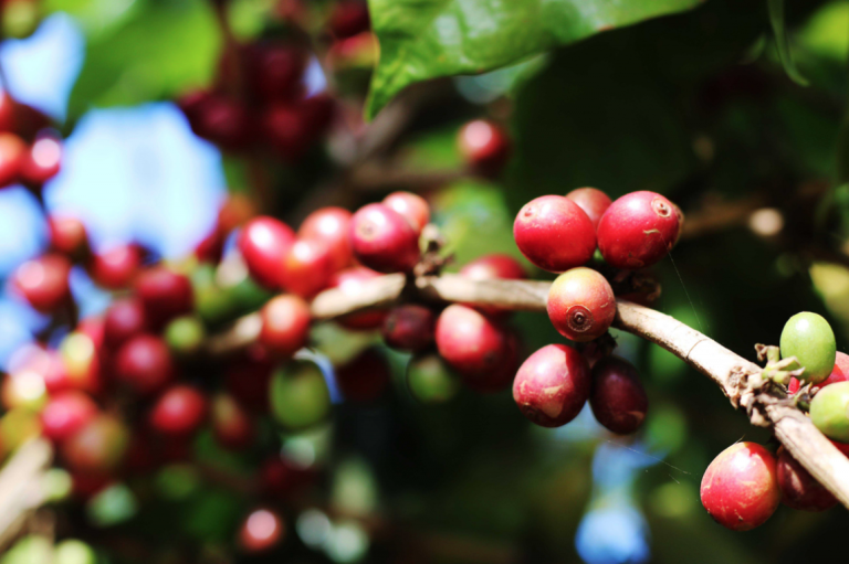 咖啡 精品 深烘 生豆 農場