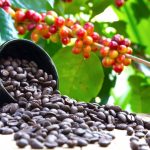 咖啡豆 水洗法 農場 深烘 單品