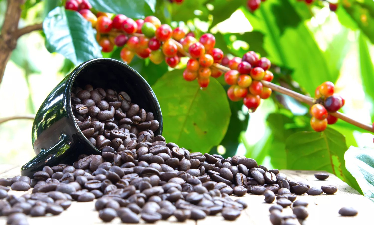 咖啡豆 水洗法 農場 深烘 單品