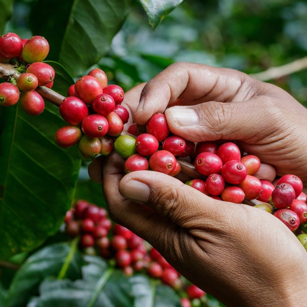 精品 咖啡豆 農場 烘焙 產地 鐵皮卡 推薦