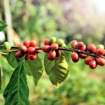 精品 咖啡豆 農場 烘焙 產地 推薦