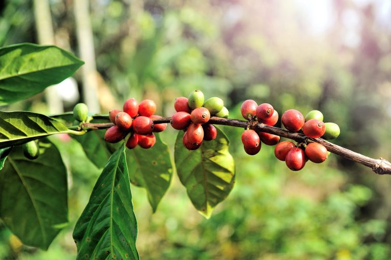 精品 咖啡豆 農場 烘焙 產地