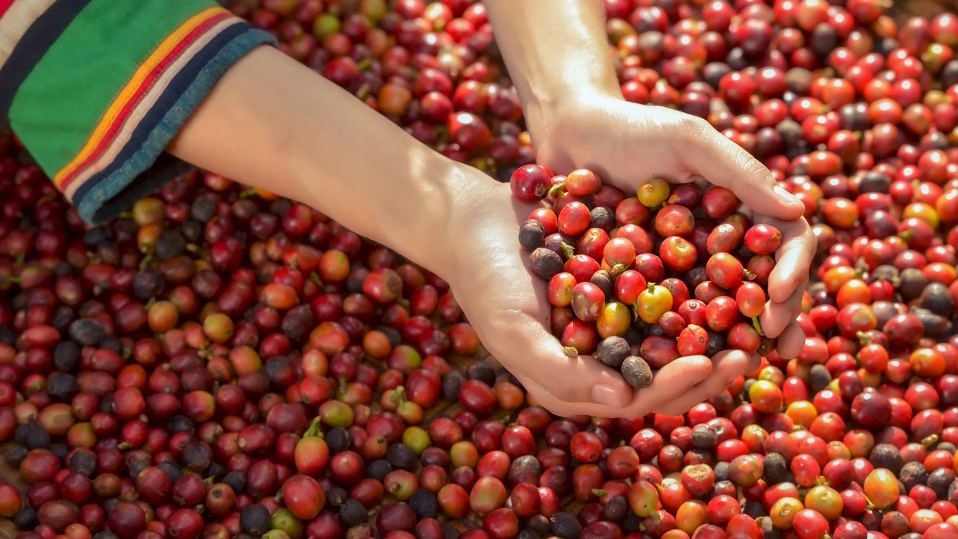 精品 咖啡豆 農場 烘焙 產地 水洗 日曬 推薦