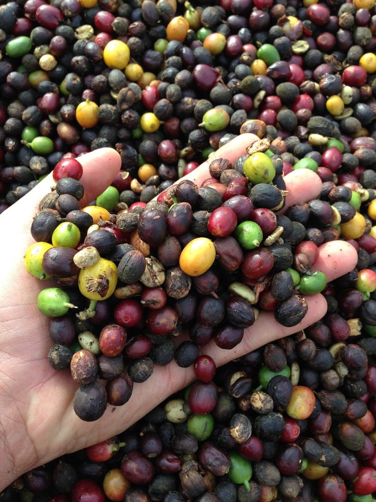 精品 咖啡豆 農場 烘焙 產地 水洗 日曬 推薦 處理法 厭氧發酵 Boutique Coffee Beans Farm Roasting Origin Washing Sunlight Recommended Processing Method Anaerobic Fermentation