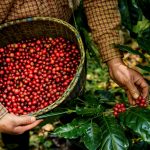 咖啡 推薦 哥倫比亞 亞馬遜 精品咖啡 Coffee Recommended Colombia Amazon Specialty Coffee