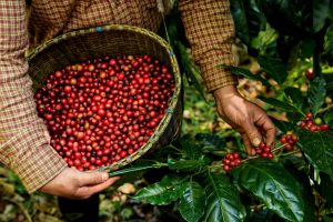 咖啡 推薦 哥倫比亞 亞馬遜 精品咖啡 Coffee Recommended Colombia Amazon Specialty Coffee