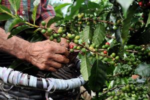 咖啡農 咖啡種植者 推薦 精品 咖啡豆 公平貿易 生豆商 Coffee Farmers Coffee Growers Recommended Premium Coffee Beans Fair Trade Green Bean Dealers