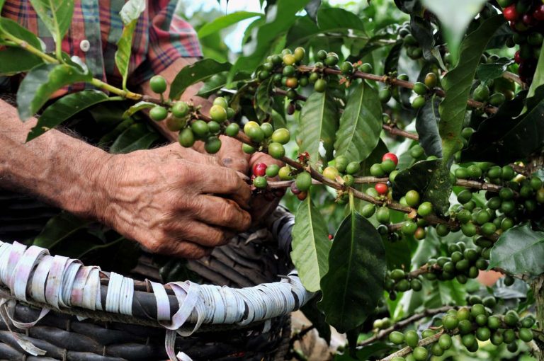 咖啡農 咖啡種植者 推薦 精品 咖啡豆 公平貿易 生豆商 Coffee Farmers Coffee Growers Recommended Premium Coffee Beans Fair Trade Green Bean Dealers