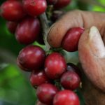 波多黎各 咖啡評論 咖啡農場 深度烘焙 精品咖啡 羅布斯塔 阿拉比卡 Puerto Rico Coffee Review Coffee Farm Dark Roast Specialty Coffee Robusta Arabica