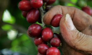 波多黎各 咖啡評論 咖啡農場 深度烘焙 精品咖啡 羅布斯塔 阿拉比卡 Puerto Rico Coffee Review Coffee Farm Dark Roast Specialty Coffee Robusta Arabica