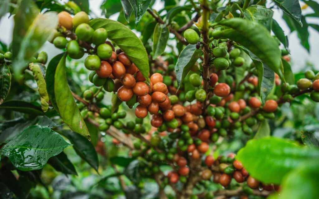 粉紅波本威士忌 咖啡品種 精品咖啡 哥倫比亞 巴西 衣索比亞 咖啡櫻桃果 pink bourbon coffee variety specialty coffee colombia brazil ethiopia coffee cherry fruit